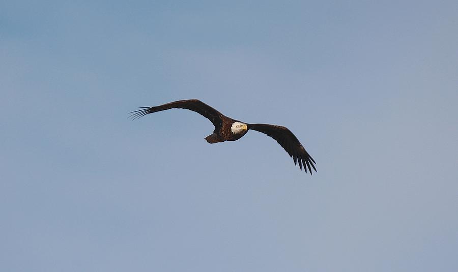 Bald Eagle Flight II Photograph by John Dart