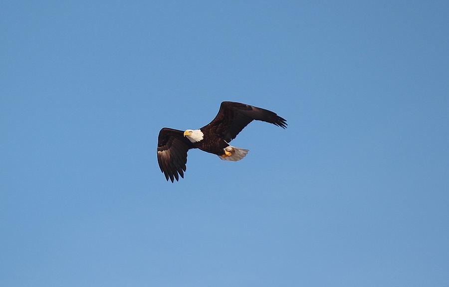 Bald Eagle Flight Photograph by John Dart