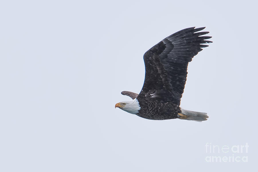 Bald Eagle Fly by 1 Photograph by Ronald Grogan