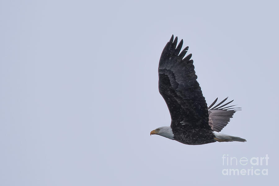 Bald Eagle Fly by 11 Photograph by Ronald Grogan