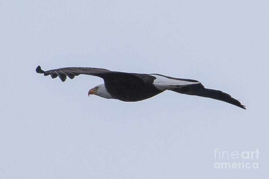 Bald Eagle Fly by 13 Photograph by Ronald Grogan