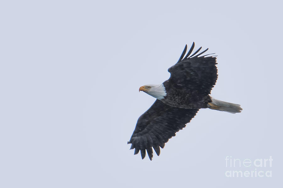 Bald Eagle Fly by 2 Photograph by Ronald Grogan