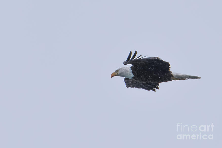 Bald Eagle Fly by 5 Photograph by Ronald Grogan