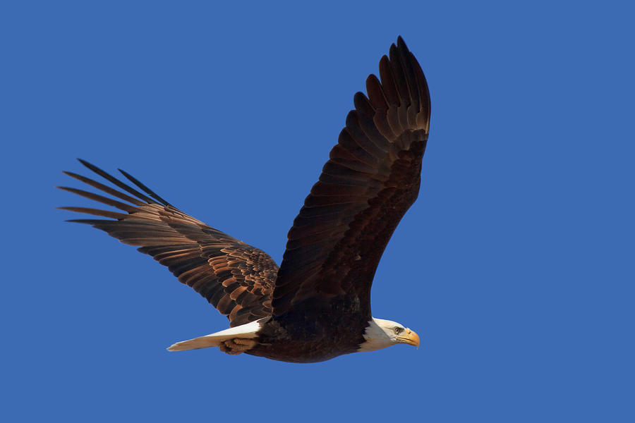 Bald Eagle Fly By Photograph by Beth Sargent