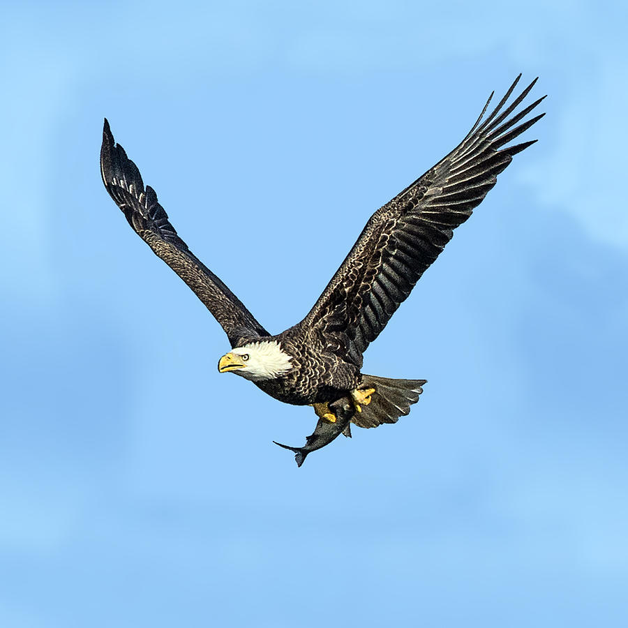 Bald Eagle Flying Holding Freshly Caught Fish Photograph by William Bitman