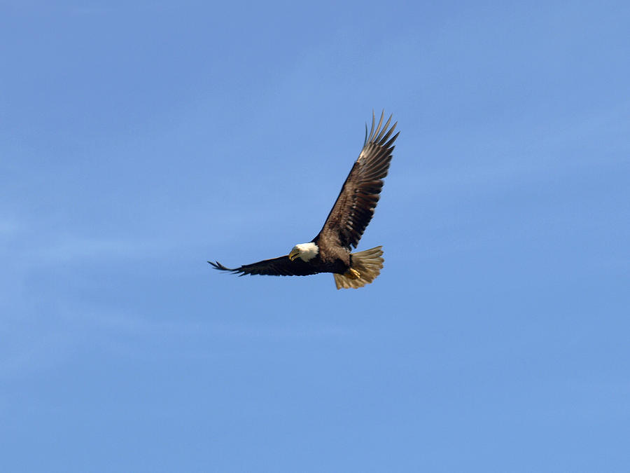 Eagle Photograph - Bald Eagle Flying in the Blue Sky by Jessica Foster