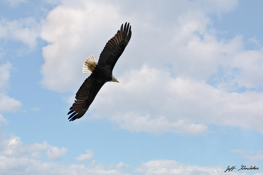 Bald Eagle Flying in the Clouds Photograph by Jeff Goulden