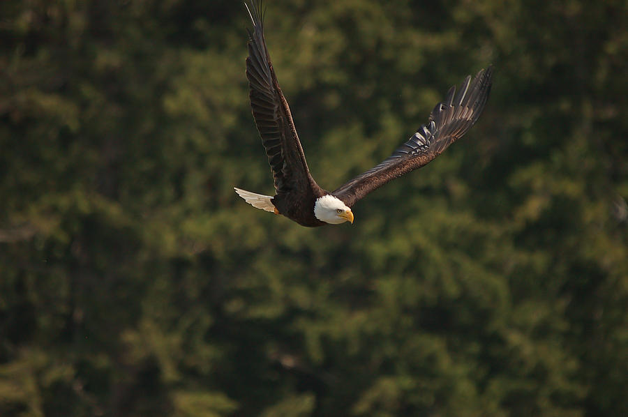 Bald Eagle Flying Photograph By Irvin Damm Pixels