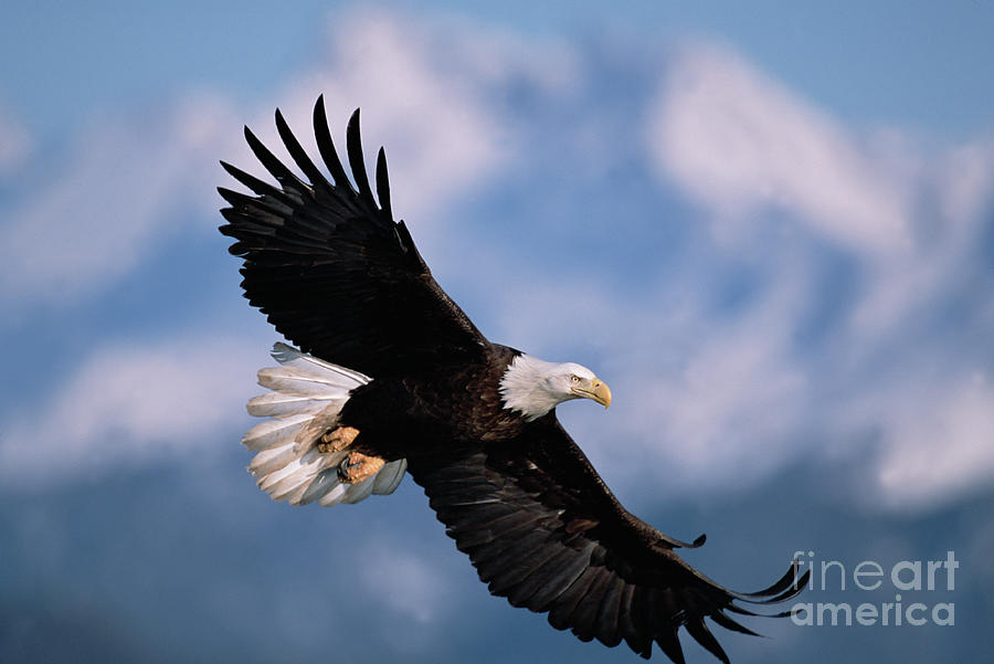 Bald Eagle Flying, Kachemak Bay Photograph by Yva Momatiuk John Eastcott