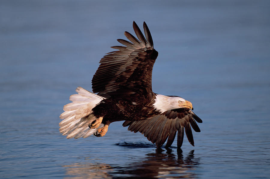 Bald Eagle Flying Kenai Peninsula Photograph by 