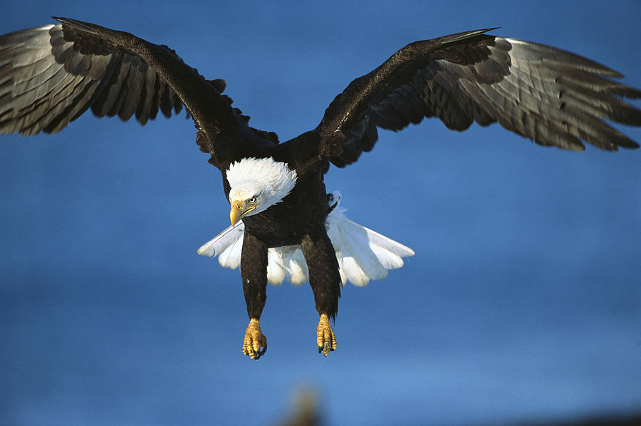 Bald Eagle Flying Kenai Peninsula Alaska Photograph by Tom Vezo