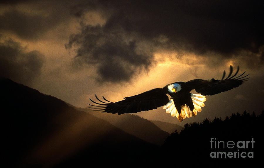 Bald Eagle Flying Photograph by Ron Sanford