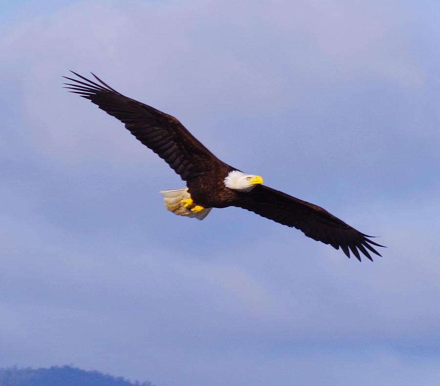 Bald Eagle Flying Photograph by Sue Hull - Fine Art America