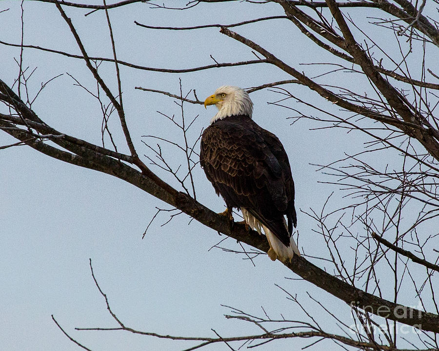 Bald Eagle Photograph by MyWildlifeLife Dot Com | Fine Art America