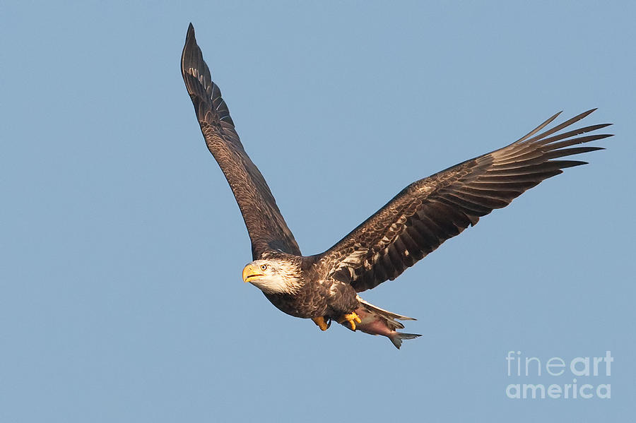 Bald Eagle Flying with Fish Photograph by Jerry Fornarotto
