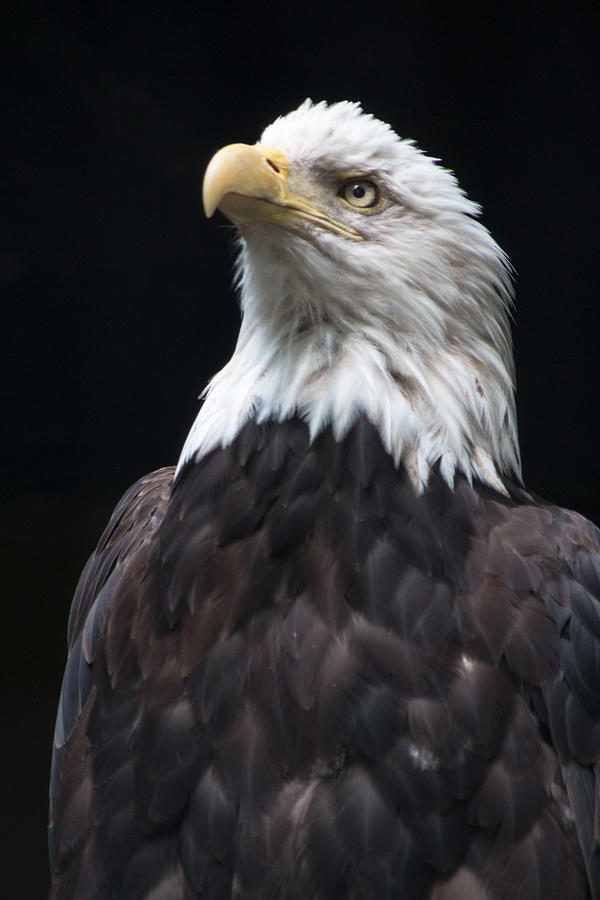 Feather Photograph - Bald Eagle by Gaurav Singh
