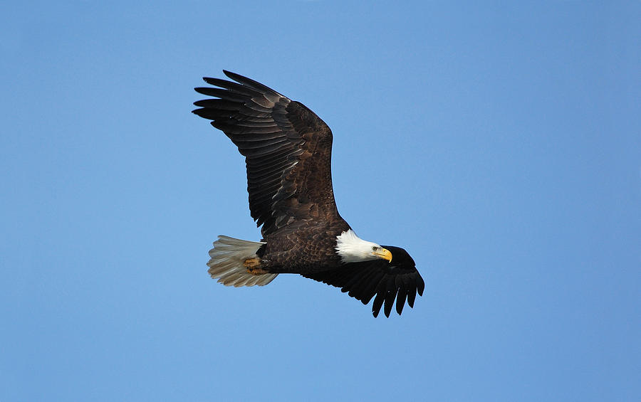 Bald Eagle Photograph by Gerald DeBoer