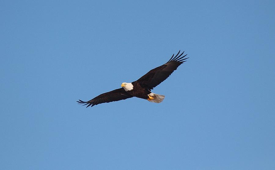 Bald Eagle Glides Photograph by John Dart