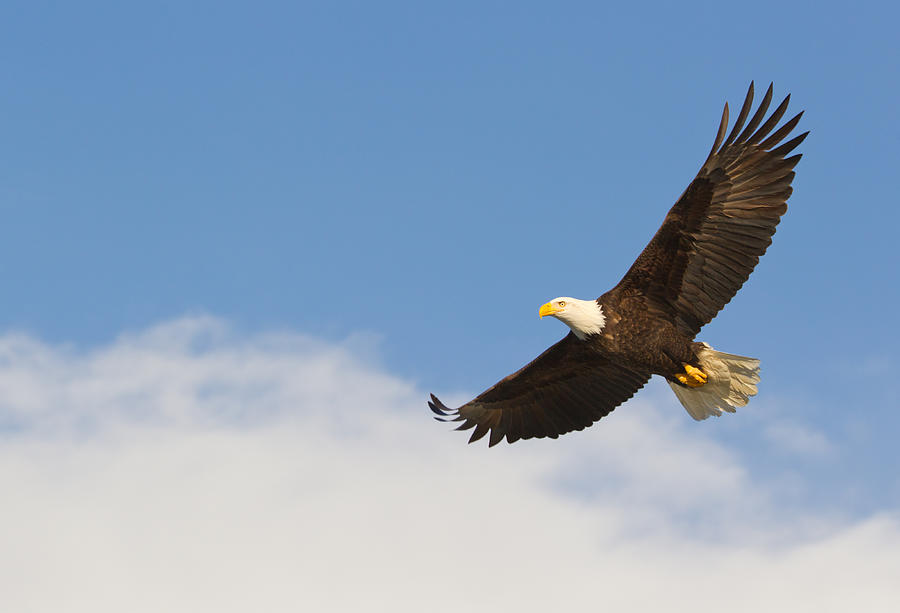 Bald eagle gliding against blue sky and white wispy clouds Photograph by KenCanning