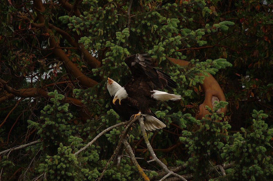 Bald Eagle Greeting Pair 08 Photograph By Irvin Damm Pixels