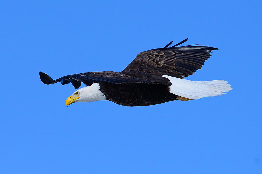 Bald Eagle Photograph by Greg Norrell