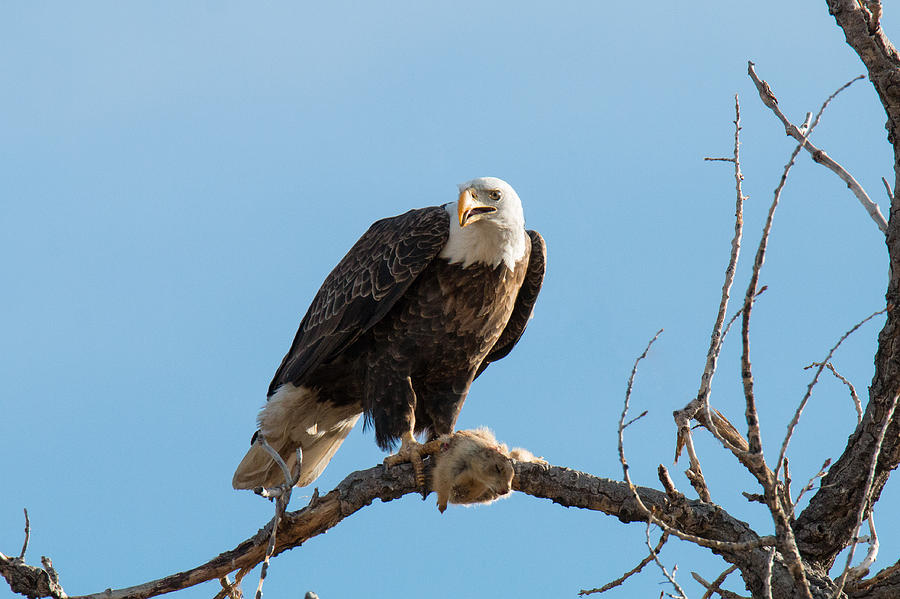 Bald Eagle Guards its Meal Photograph by Tony Hake