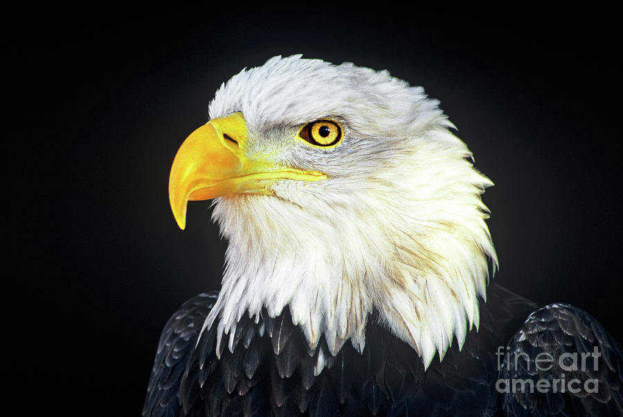 Bald Eagle Hailaeetus Leucocephalus Wildlife Rescue Photograph by Dave Welling