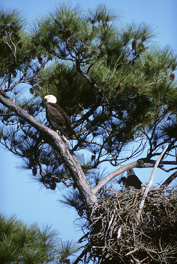 Bald Eagle Haliaeetus Leucocephalus Photograph by Animal Images | Fine ...