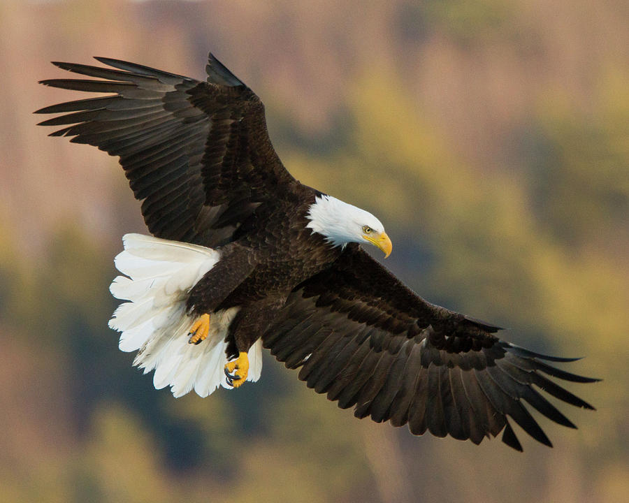 Bald Eagle Haliaeetus Leucocephalus Photograph By Carl D. Walsh - Pixels