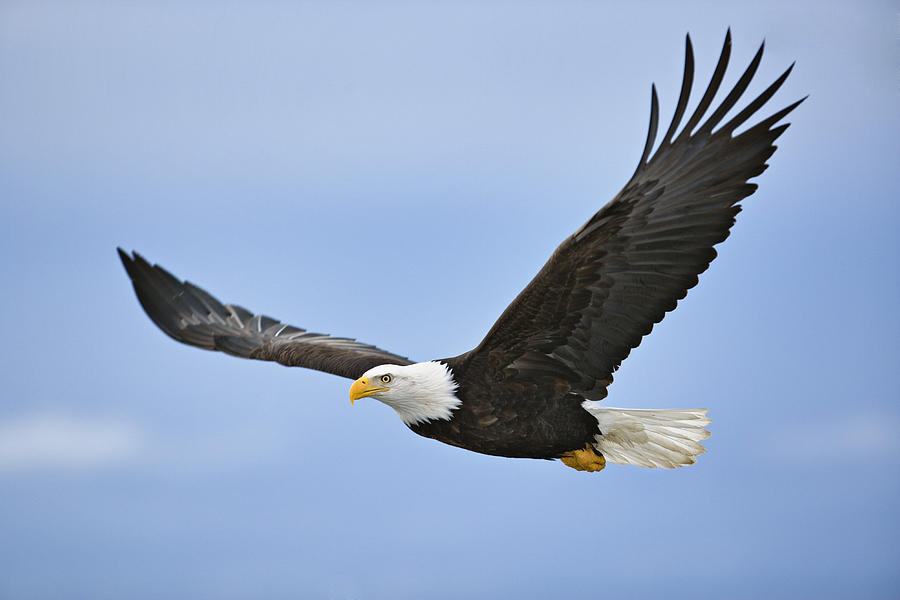 Bald eagle (Haliaeetus leucocephalus) in flight Photograph by Adam Jones