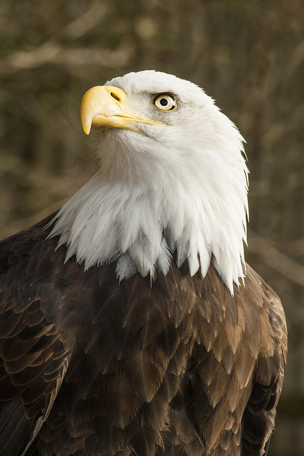 Eagle Photograph - Bald Eagle Haliaeetus leucocephalus by Jordan Browning