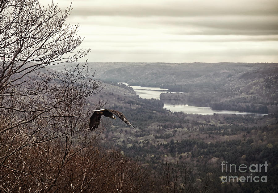 Mountain Photograph - Bald Eagle by HD Connelly