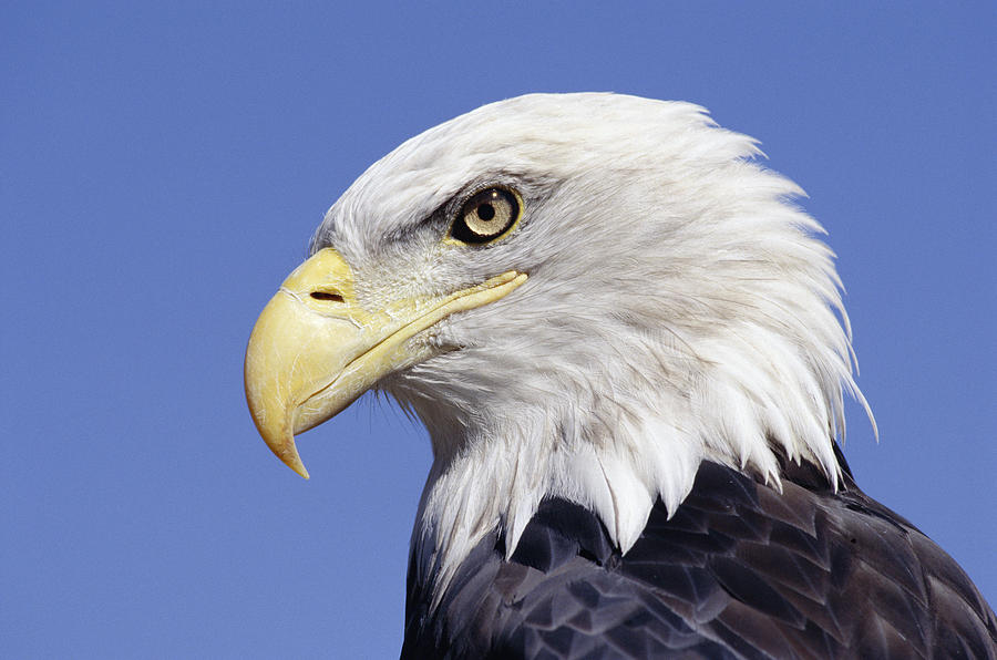 Bald Eagle Head by David Middleton