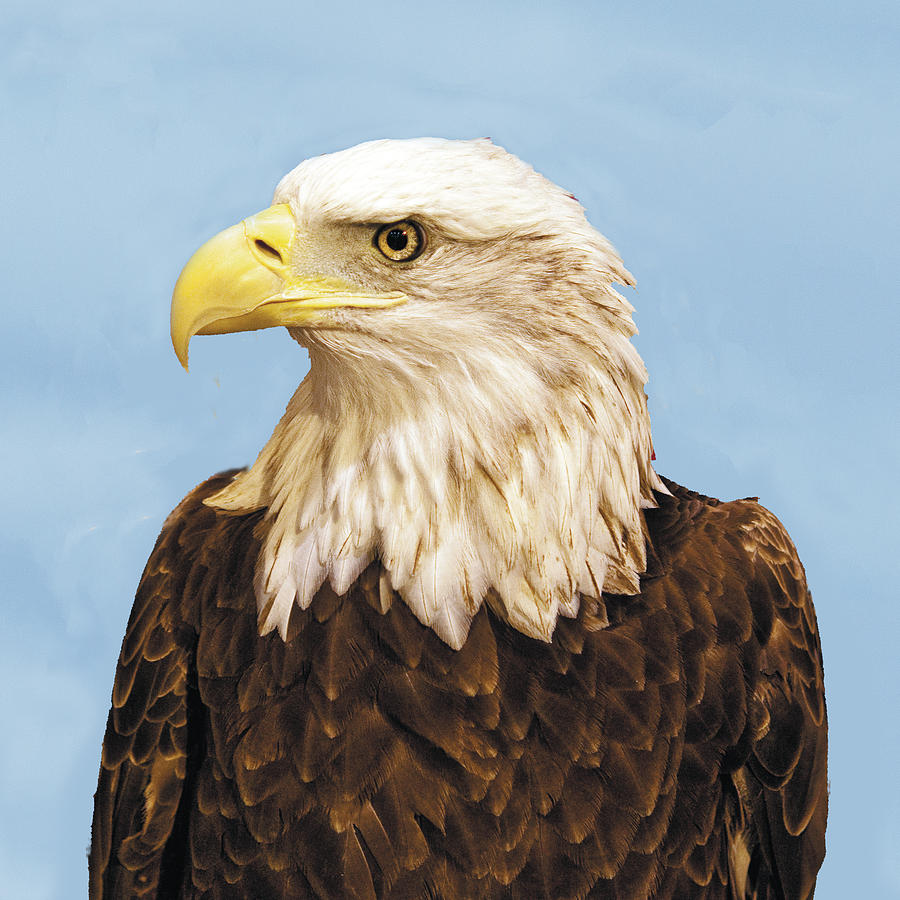 Bald eagle Headshot Profile Photograph by William Bitman