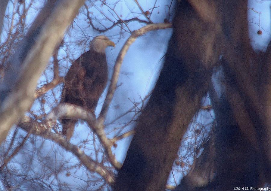 Bald Eagle Hunting on Potomac River Photograph by Jeff at JSJ Photography