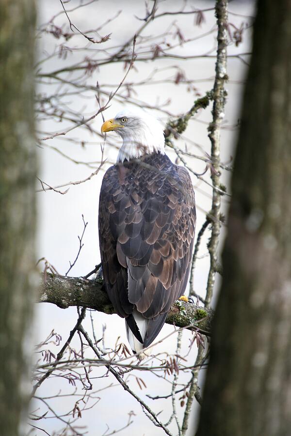 Bald Eagle Perched On Branch - British Columbia Photograph