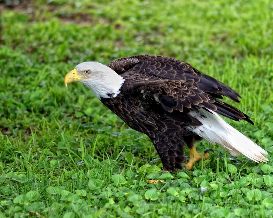 Bald Eagle Photograph by Igor Aleynikov - Fine Art America