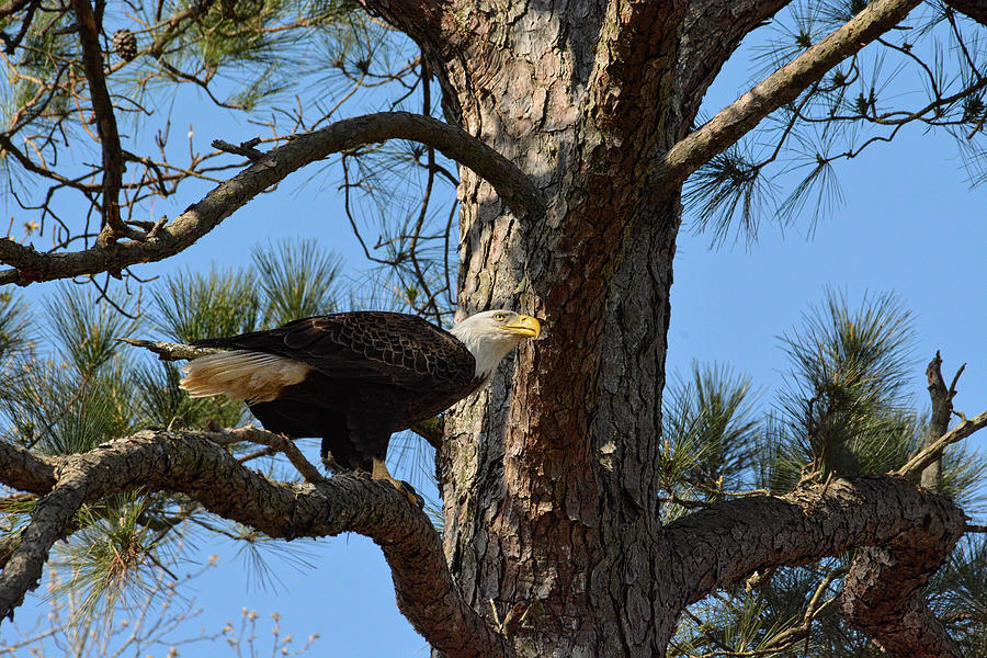 Bald Eagle in a Pine Tree Photograph by Jai Johnson