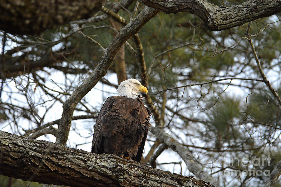 Bald Eagle in a Tree Photograph by Jai Johnson