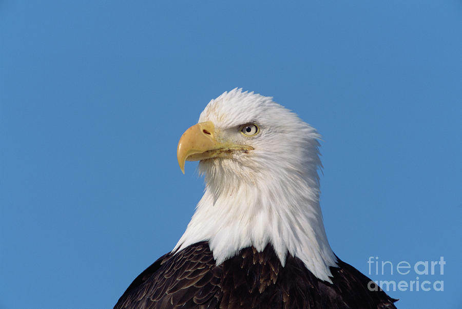 Bald Eagle In Alaska Photograph by Yva Momatiuk John Eastcott