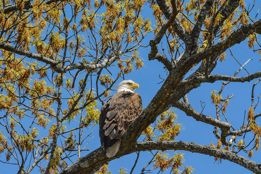Bald Eagle in April Photograph by Jai Johnson