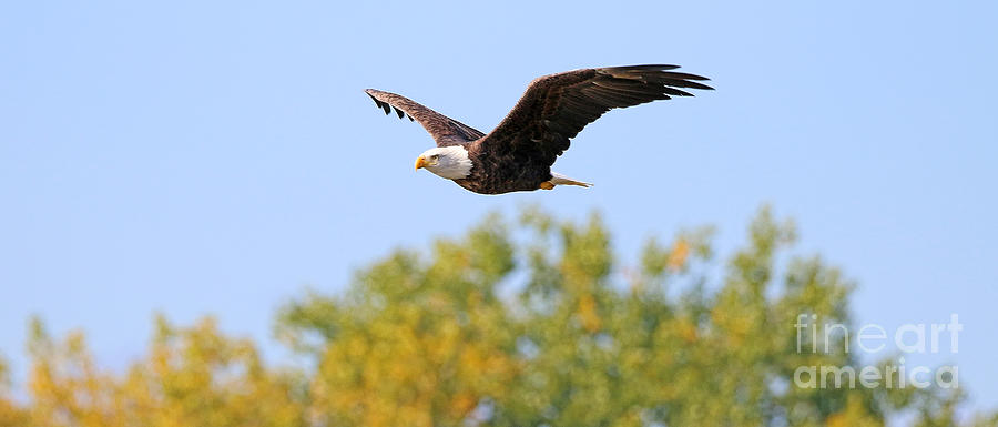Bald Eagle in Flight 1420 Photograph by Jack Schultz
