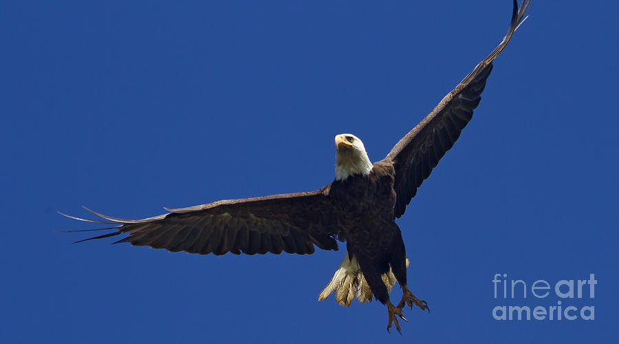Bald Eagle In Flight  #2699 Photograph by J L Woody Wooden