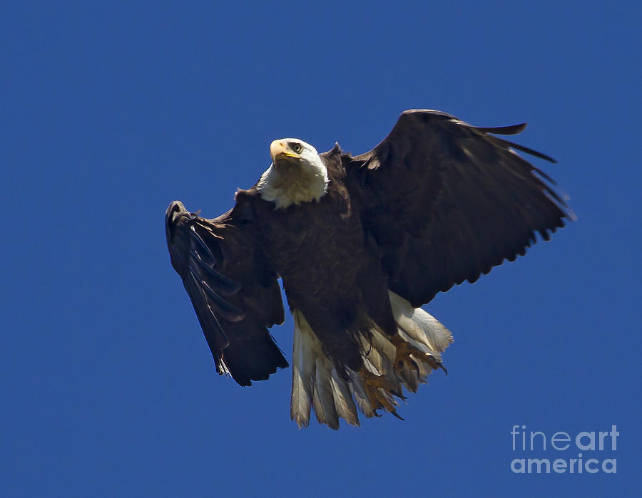 Bald Eagle In Flight  #2700 Photograph by J L Woody Wooden