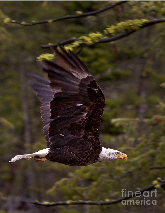 Bald Eagle In Flight   #6867 Photograph