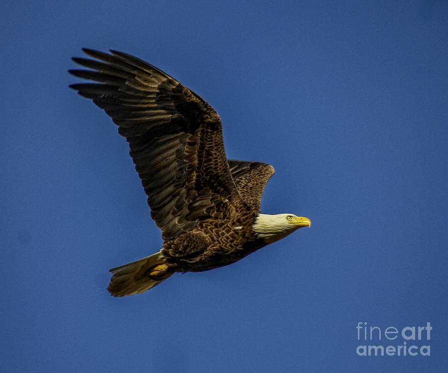 Bald Eagle in flight Photograph by Barbara Bowen