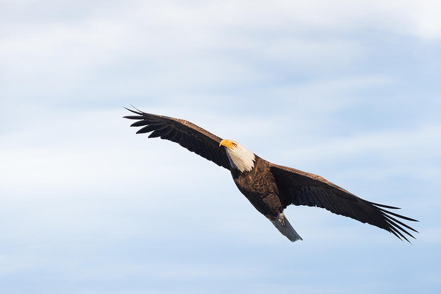 Bald Eagle In Flight Photograph by Bill Wakeley