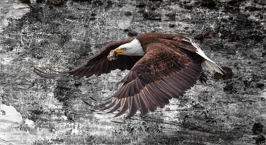 Bald Eagle In Flight Photograph by Wes and Dotty Weber