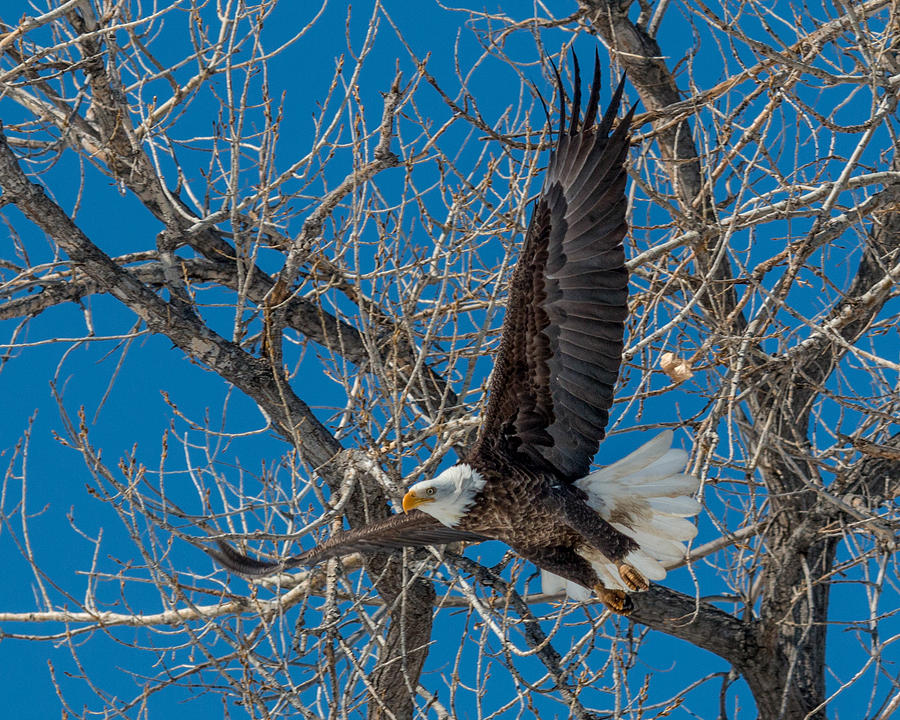 Bald Eagle in Flight Photograph by Dawn Key