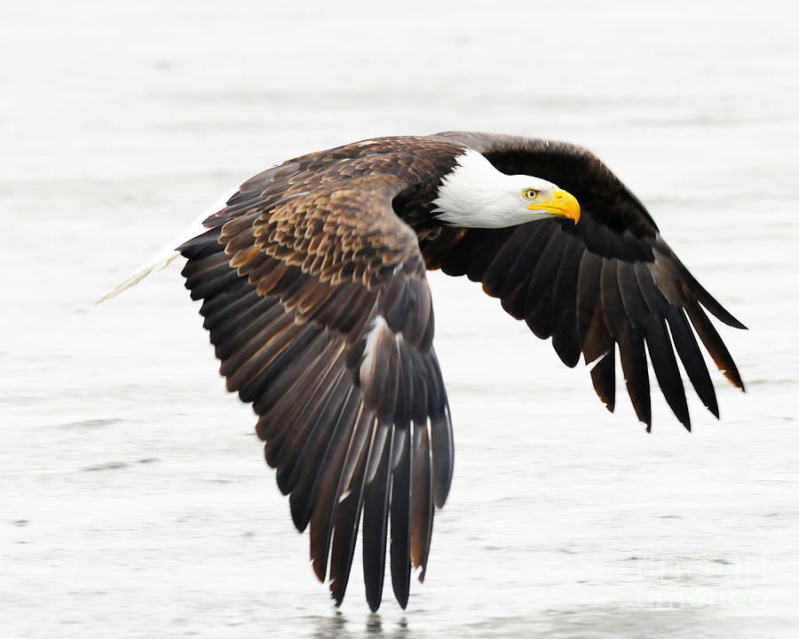 Bird Photograph - Bald Eagle in Flight by Dennis Hammer